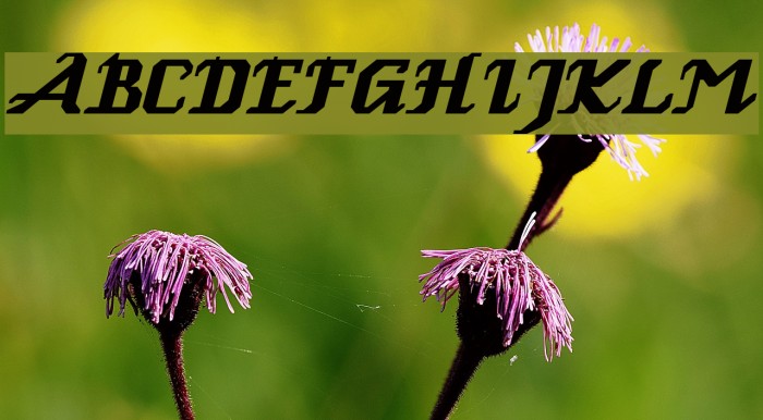 GenoaItalic Font examples