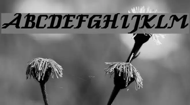 GenoaItalic Font examples