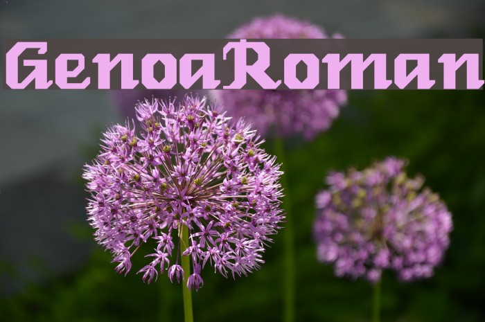 GenoaRoman Font examples