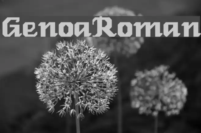 GenoaRoman Fonte examples