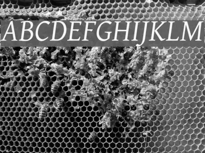 Gentium Italic Font examples