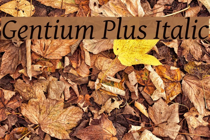 Gentium Plus Italic Font examples