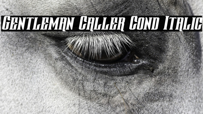 Gentleman Caller Cond Italic Example 1