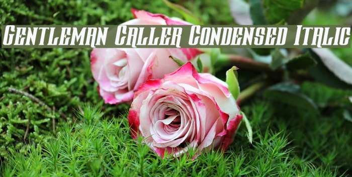 Gentleman Caller Condensed Italic Font examples