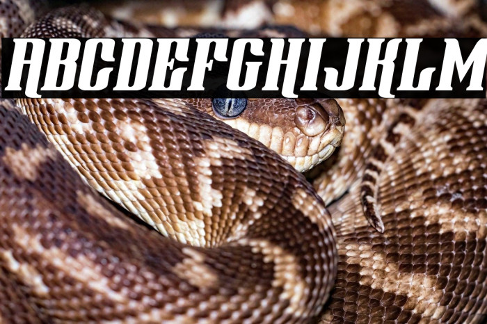 Gentleman Caller Italic Example 2