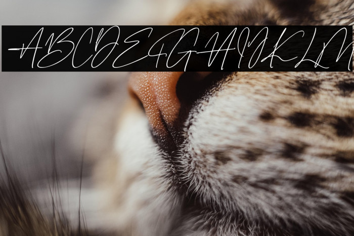 Gentrice Story Example 1