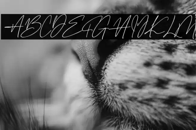 Gentrice Story Fonte examples