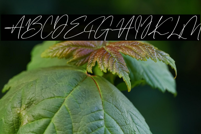 Gentrice Story Example 2