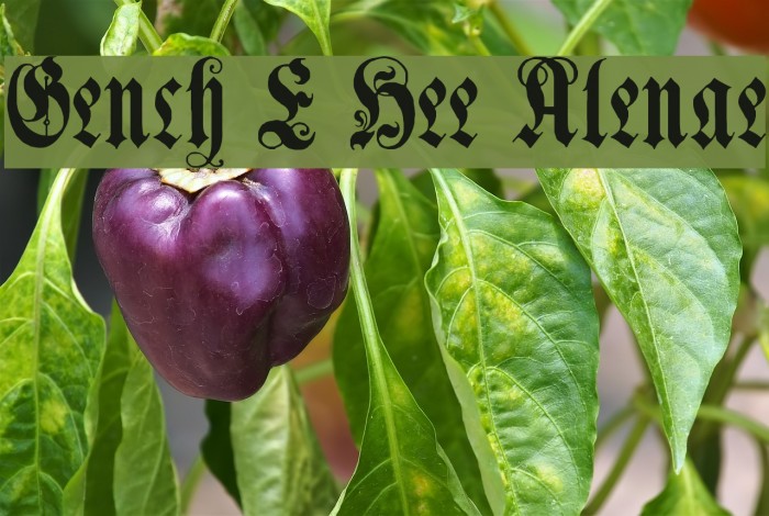 Genzsch Et Heyse Alternate Font examples