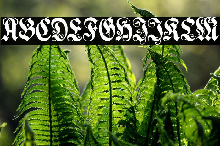 GenzschEtHeyse Polices examples