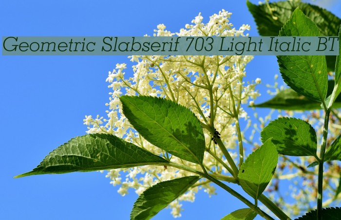 Geometric Slabserif 703 Light Italic BT Example 1