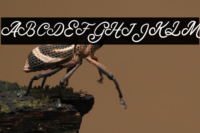 GeorgeFREE Example 2