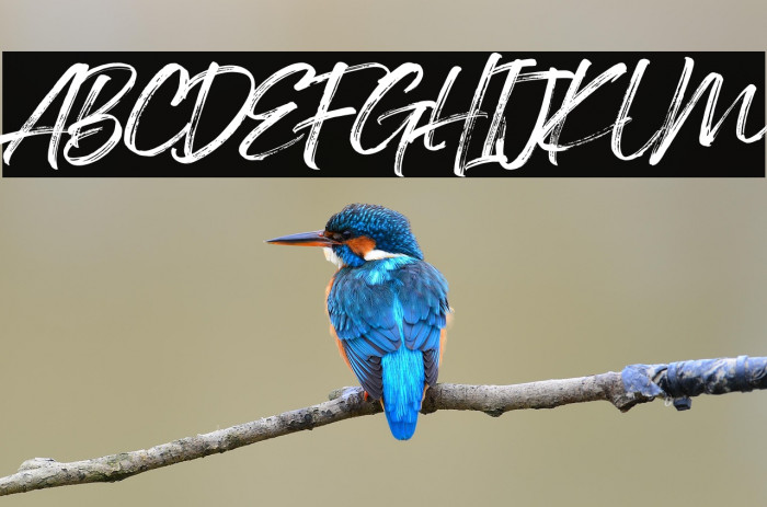 Georgia Brush Example 1