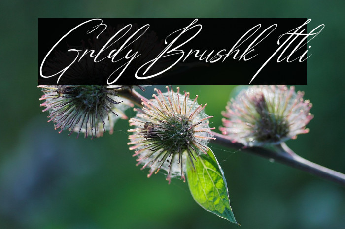 Geraldyn Brushko Italic Example 3