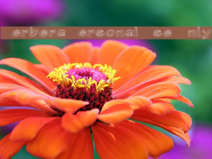 Gerbera Personal Use Only Font examples