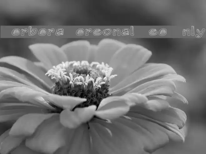 Gerbera Personal Use Only Font examples