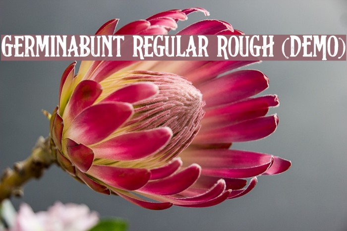 Germinabunt Regular Rough [DEMO] Example 1