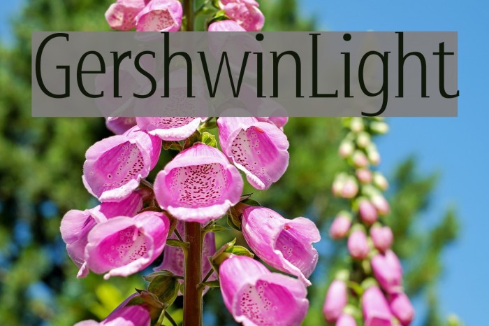 GershwinLight Font examples