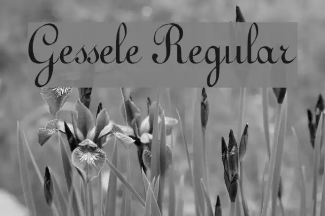 Gessele Regular Font examples