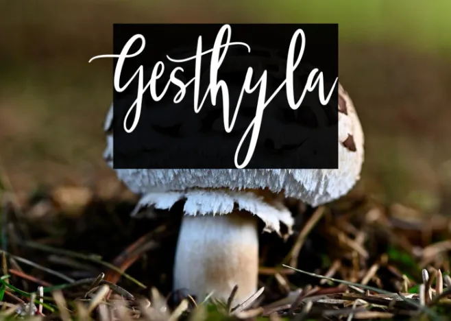 Gesthyla Example 1