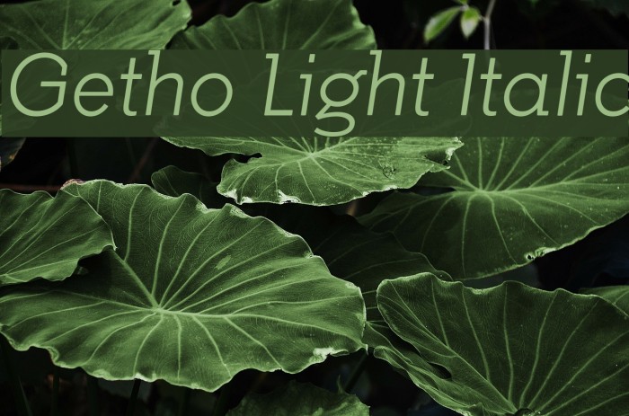 Getho Light Italic Font examples