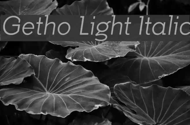Getho Light Italic 字体 examples
