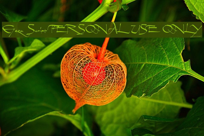 Geza Script PERSONAL USE ONLY Example 3