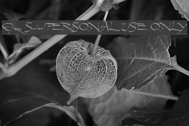 Geza Script PERSONAL USE ONLY Font examples