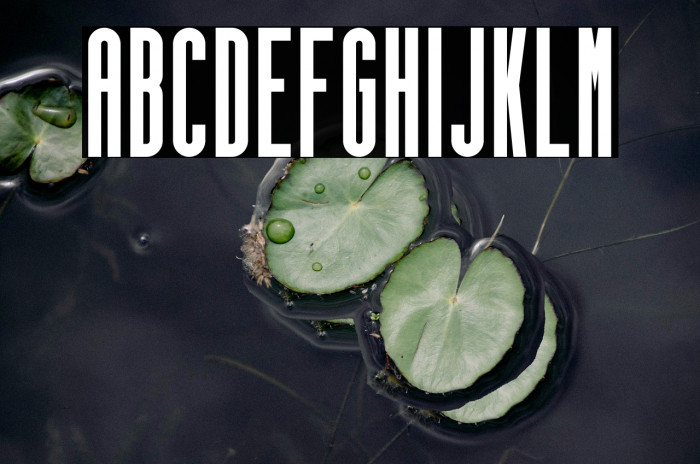 gello bold Example 1