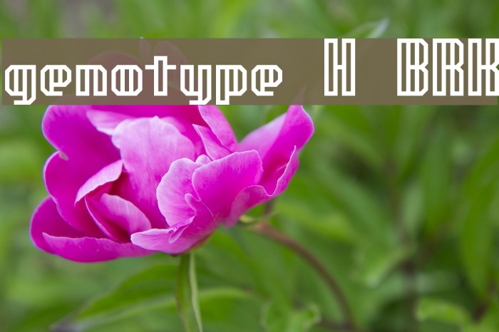 genotype H BRK फ़ॉन्ट examples