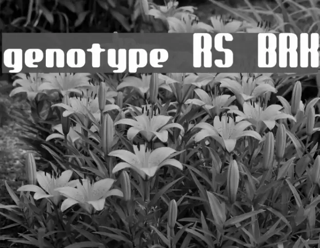 genotype RS BRK Font examples