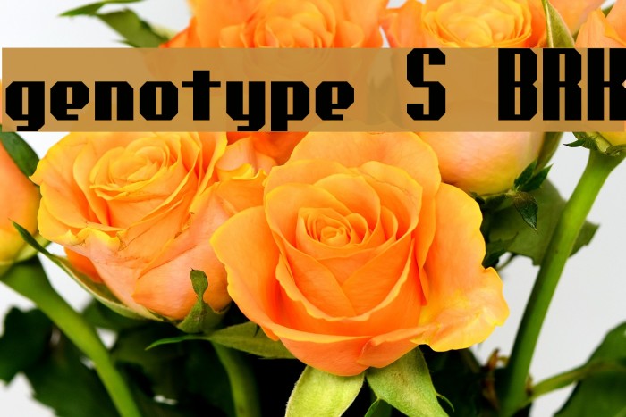 genotype S BRK Font examples