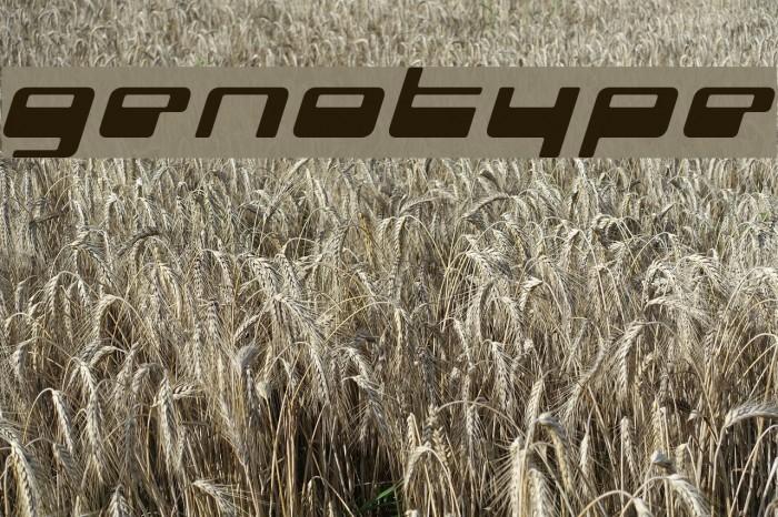 genotype Font examples