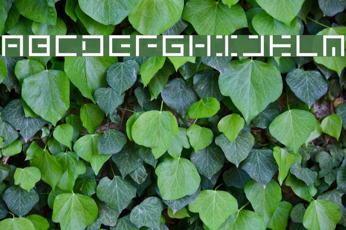 genown_v01 Шрифта examples