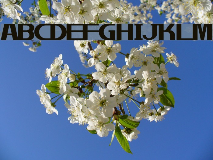 gentle Font examples