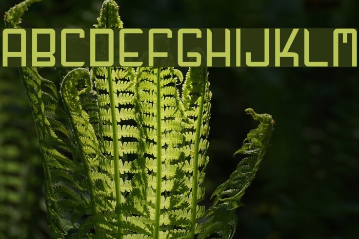 GF Fuffiger Font examples