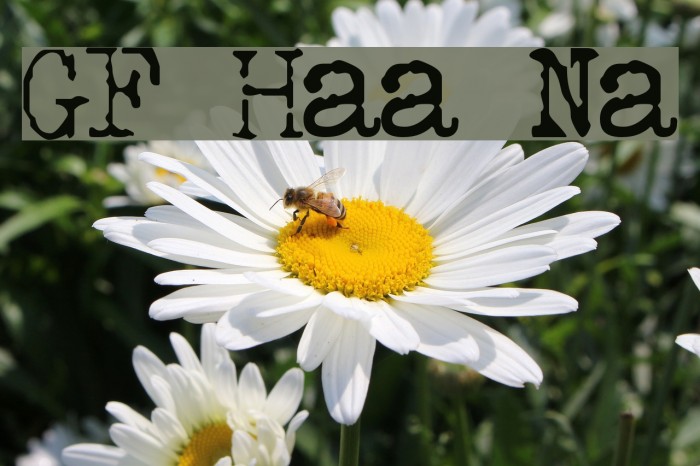 GF Halda Normal Font examples
