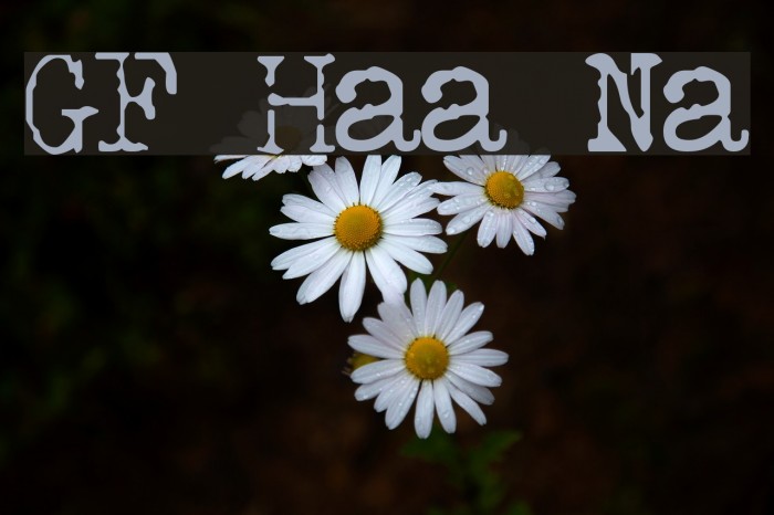 GF Halda Normal Font examples