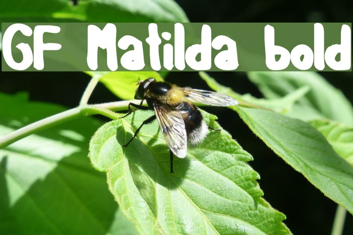 GF Matilda bold Font examples