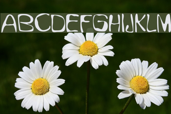 GFWet Font examples