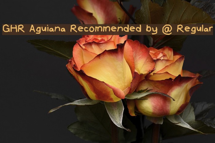 GHR Aguiana [Recommended by @ Regular Font examples