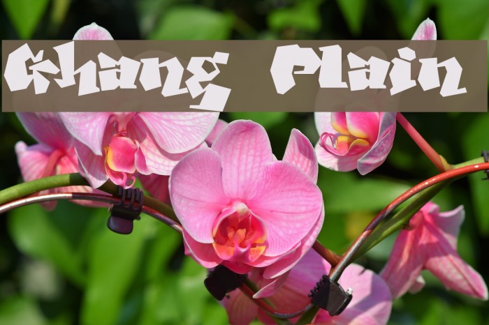 Ghang Plain Font examples