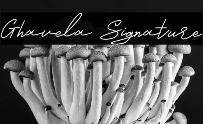 Ghavela Signature Font examples