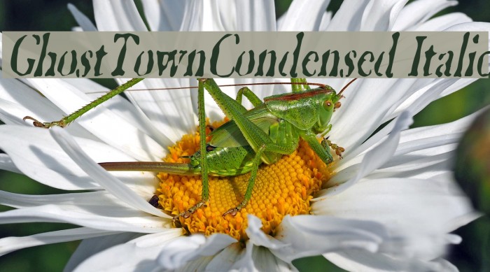 GhostTownCondensed Italic Font examples