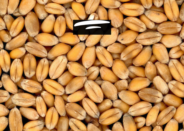 Ghostily Swashes Example 1