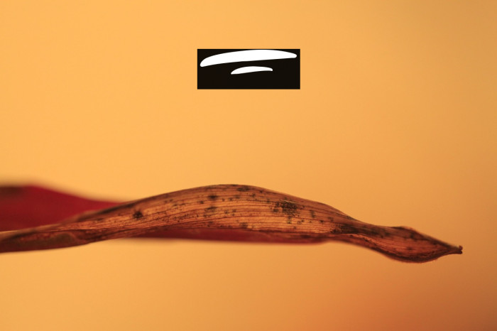 Ghostily Swashes Example 3