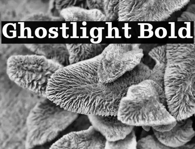 Ghostlight Bold Polices examples
