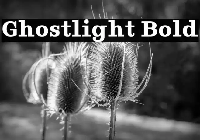 Ghostlight Bold Polices examples