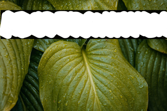 Ghoustshadow-Regular Example 3