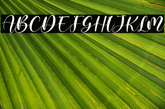 ghisel honey Italic Example 2